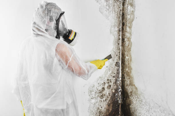Best Fast Mold Removal  in Ballard, UT