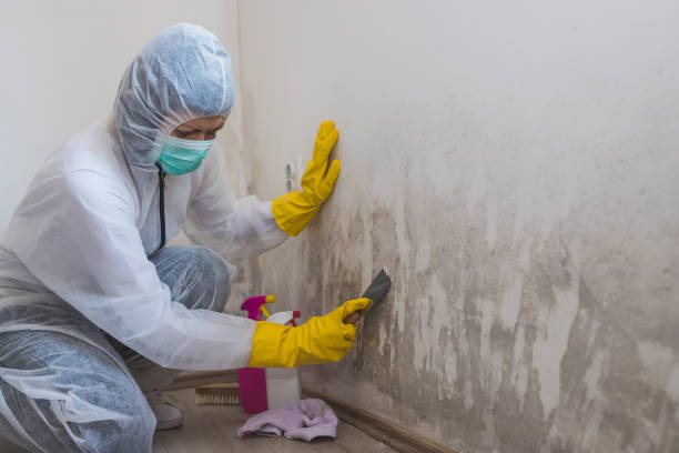 Best Mold Cleaning Services  in Ballard, UT