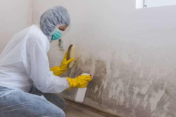 Best Professional Mold Removal  in Ballard, UT