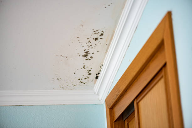 Best Mold Remediation  in Ballard, UT