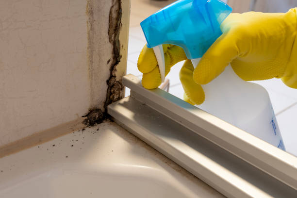 Best Professional Mold Removal  in Ballard, UT