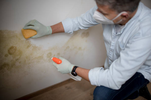 Best Mold Removal and Inspection  in Ballard, UT
