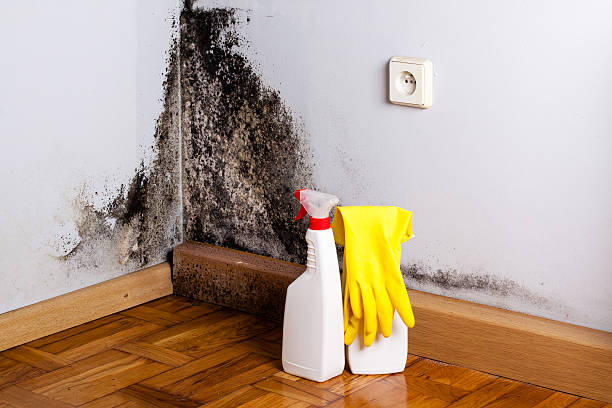 Best Mold Damage Repair  in Ballard, UT