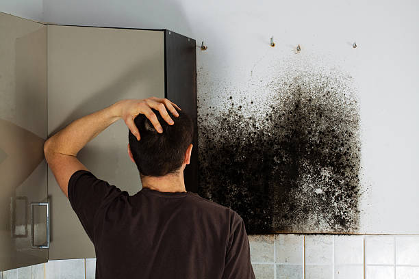 Best Same-Day Mold Removal  in Ballard, UT
