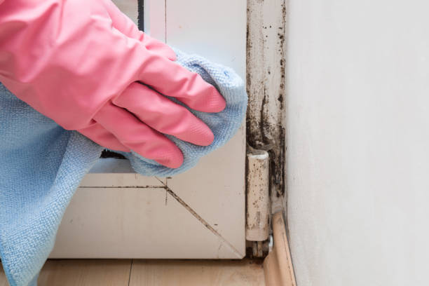 Best Mold Removal Company Near Me  in Ballard, UT